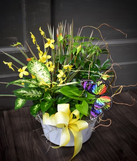 Yellow orchid arrangement in a white container with a yellow ribbon and butterfly accents