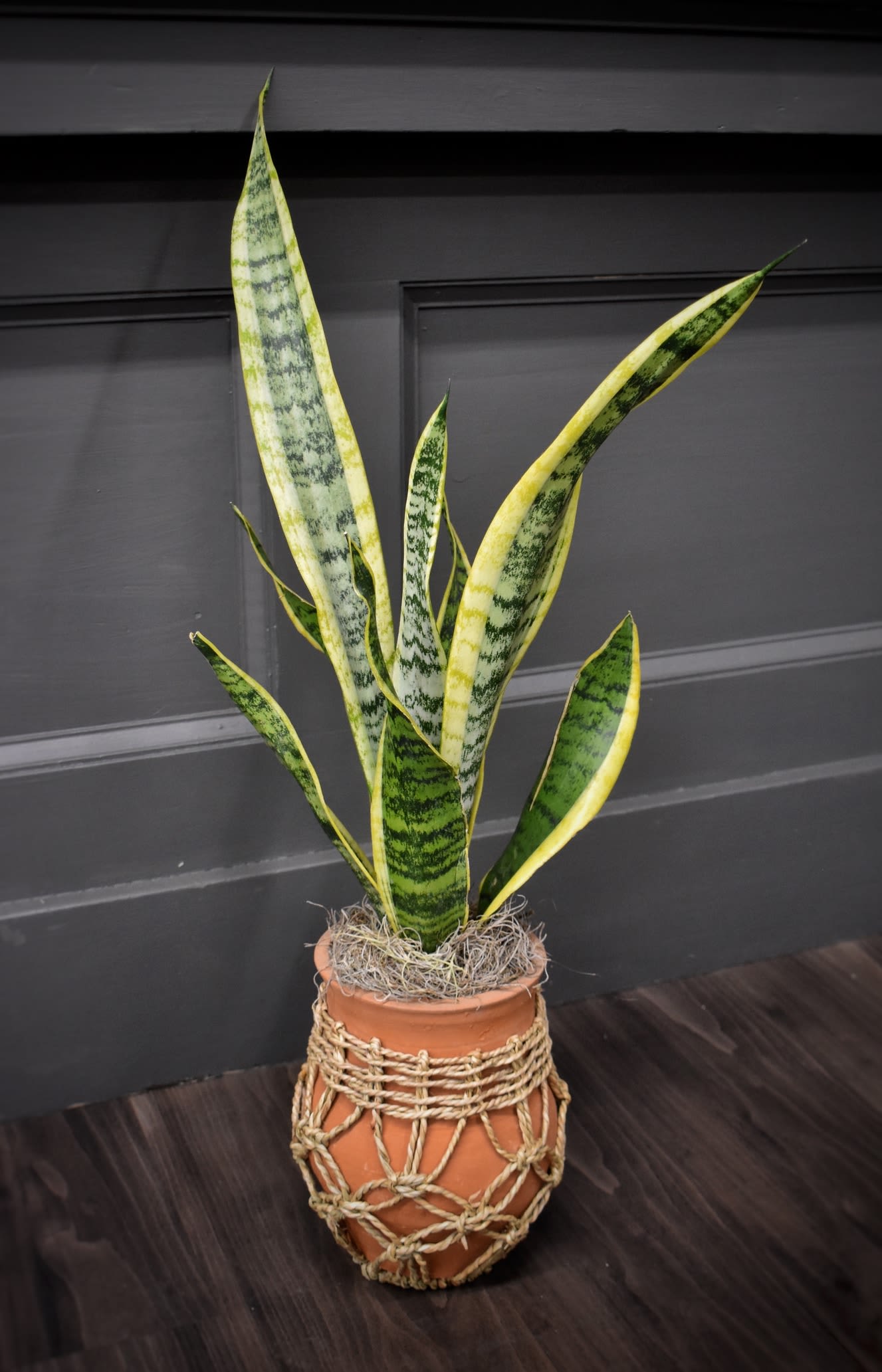 Potted snake plant in a terracotta pot wrapped with rope