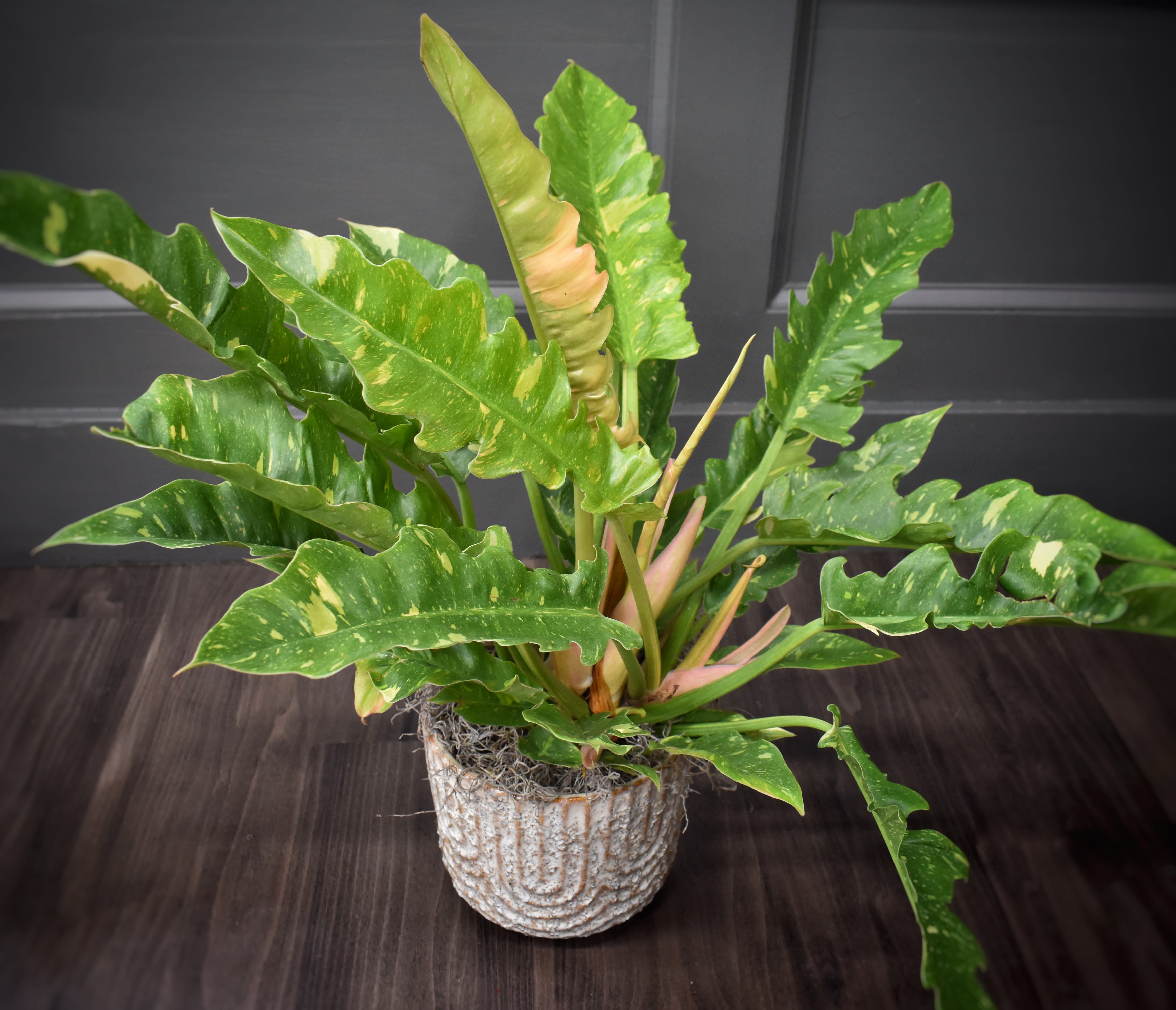 Variegated green potted plant in a textured white pot
