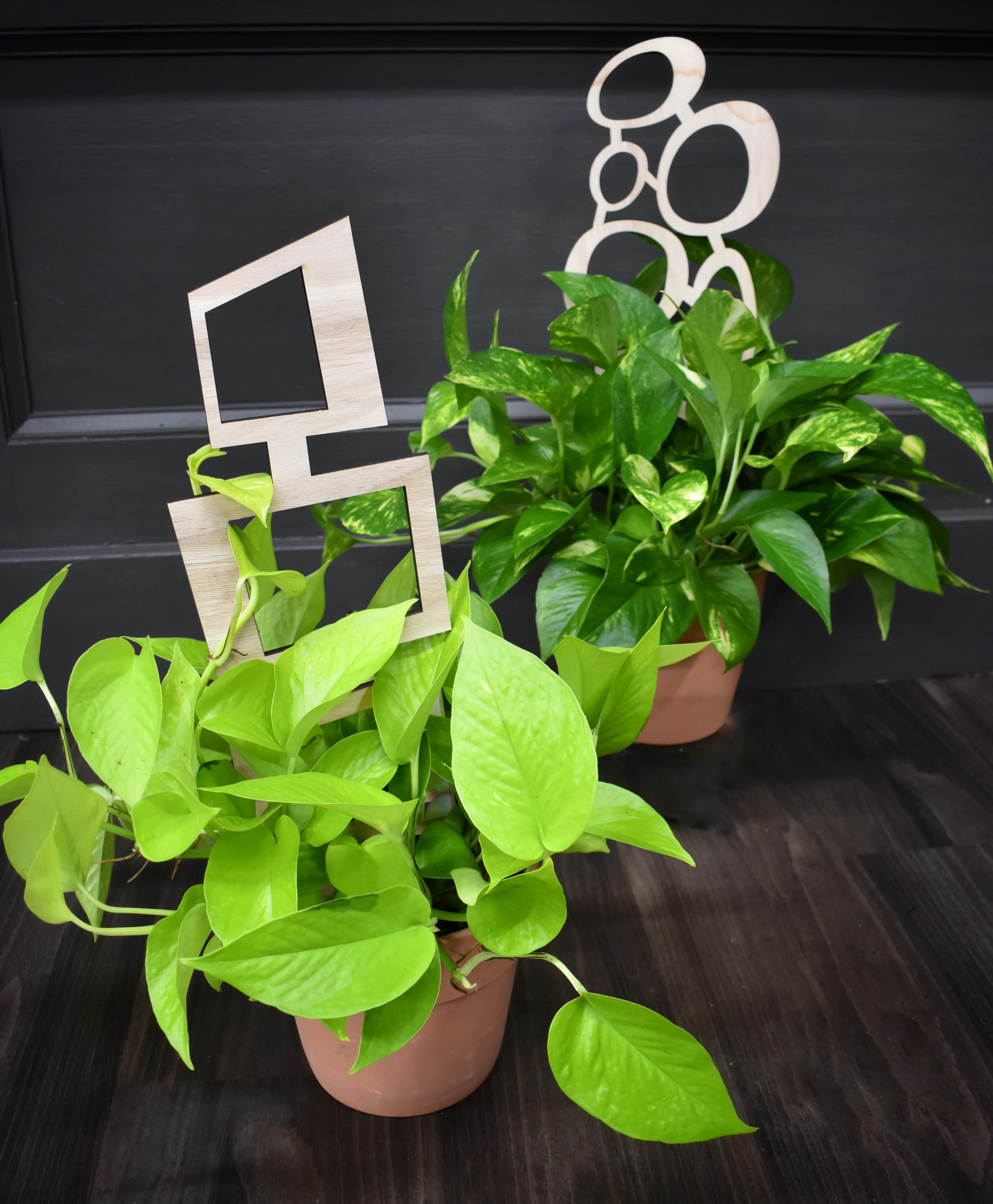 Two potted pothos plants with bright green trailing leaves