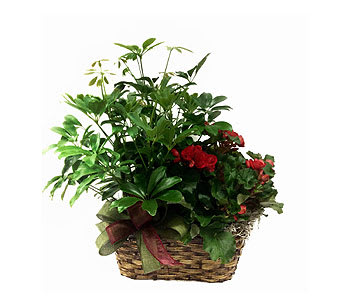 Basket of green houseplants with red flowers and a ribbon
