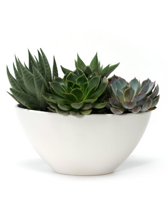 Low white bowl planter filled with assorted green succulents
