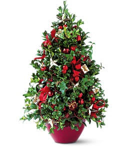 Boxwood Tree - Artfully designed from boxwood into the shape of a Christmas tree-complete with all the trimmings-this distinctive gift will add a festive accent to any home.  A 22" manufactured boxwood tree decorated with berries, balls, apples, stars and ribbons arrives in a red jardiniere. Please note this is not a live tree.  Approximately 12" W x 18" H  Orientation: All-Around  As Shown : TF85-1