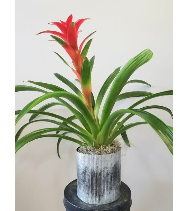 Potted bromeliad with red bloom in a silver container