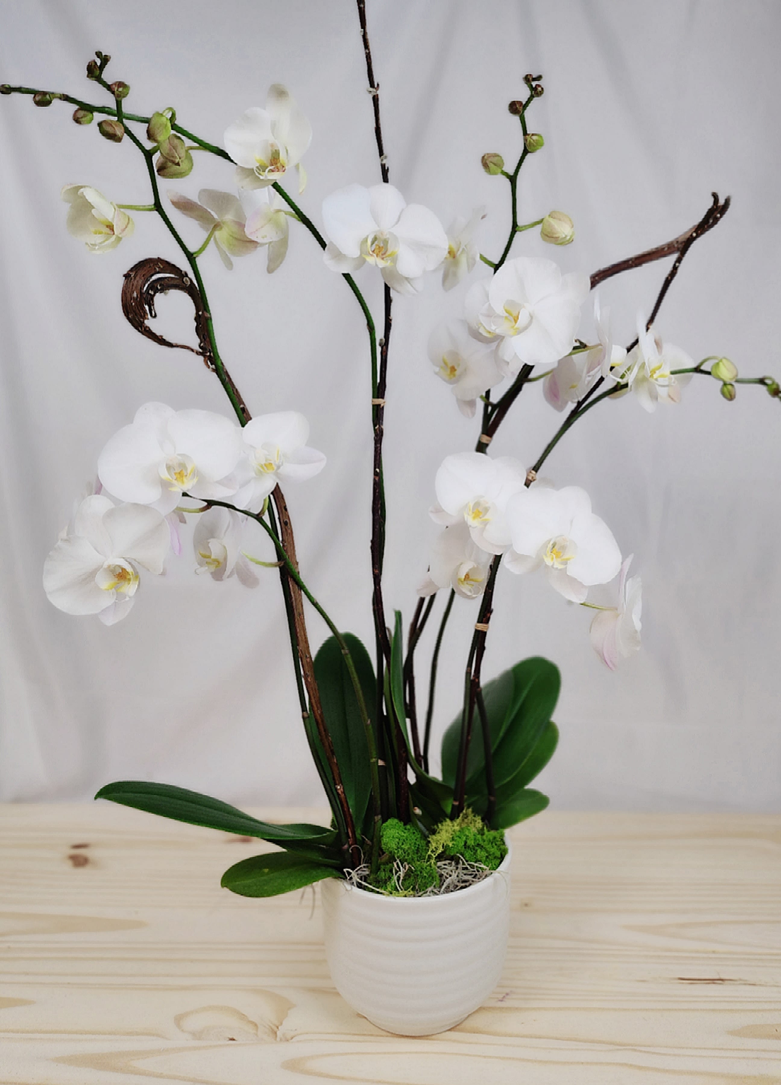 White orchid plant in a white pot with broad green leaves