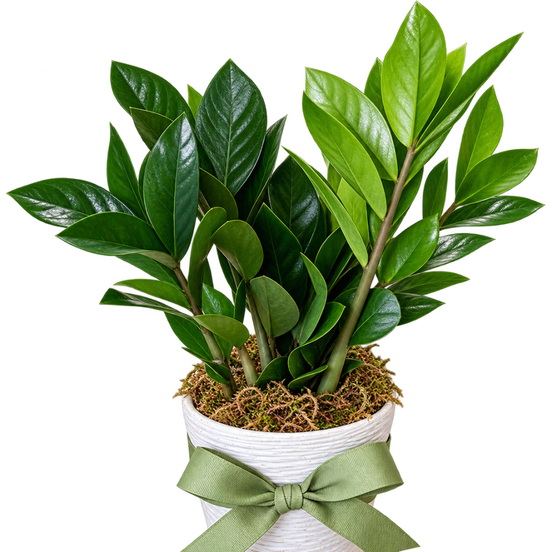 Potted green plant with glossy leaves in a white ribbed container and green ribbon