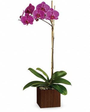 Purple orchid plant in a square wooden planter