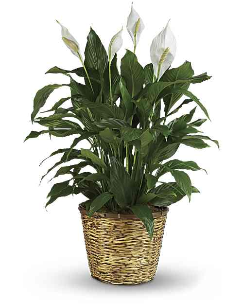 Potted peace lily plant with white blooms in a woven basket