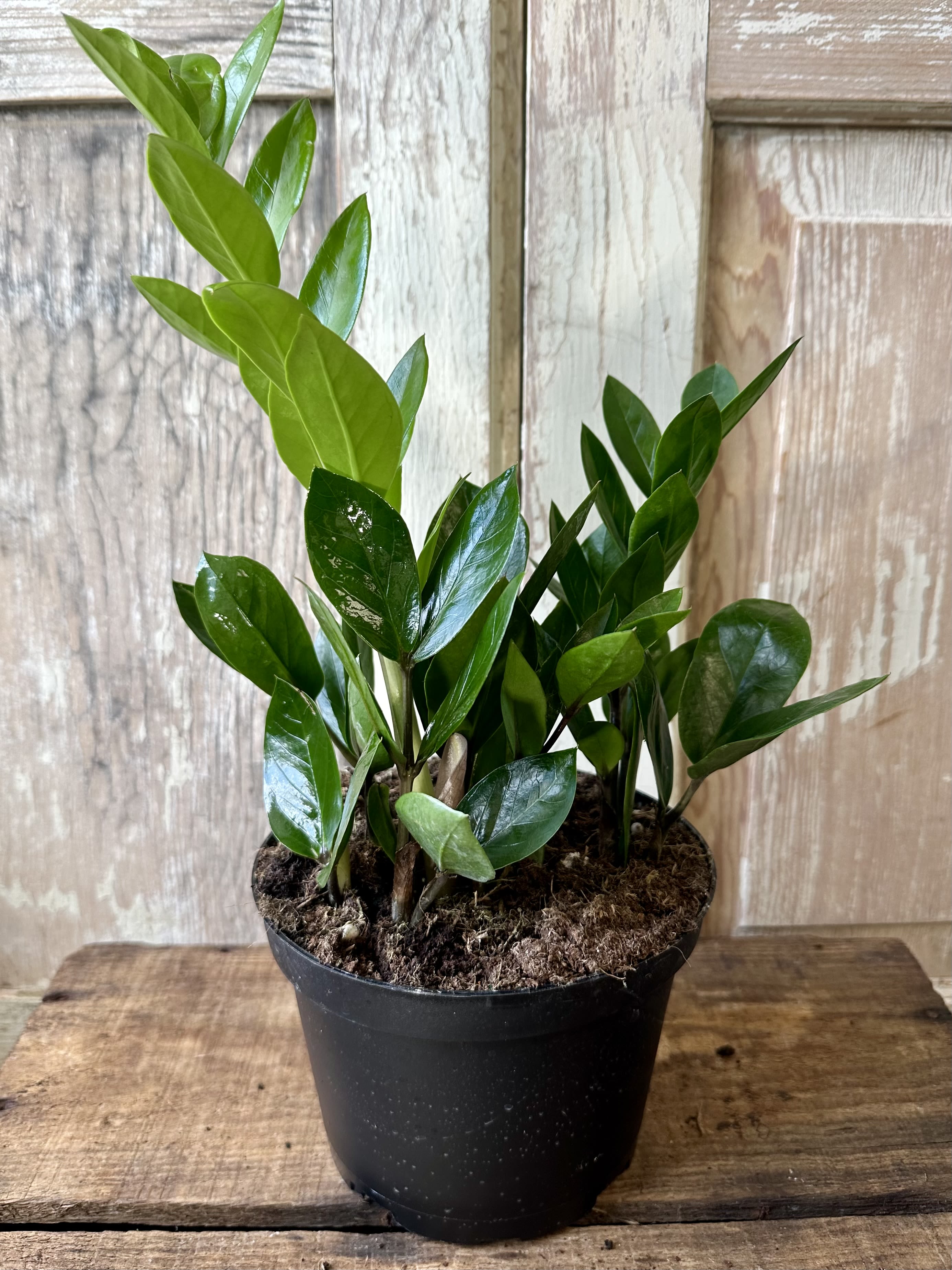 Potted green houseplant with glossy upright leaves in a black nursery pot
