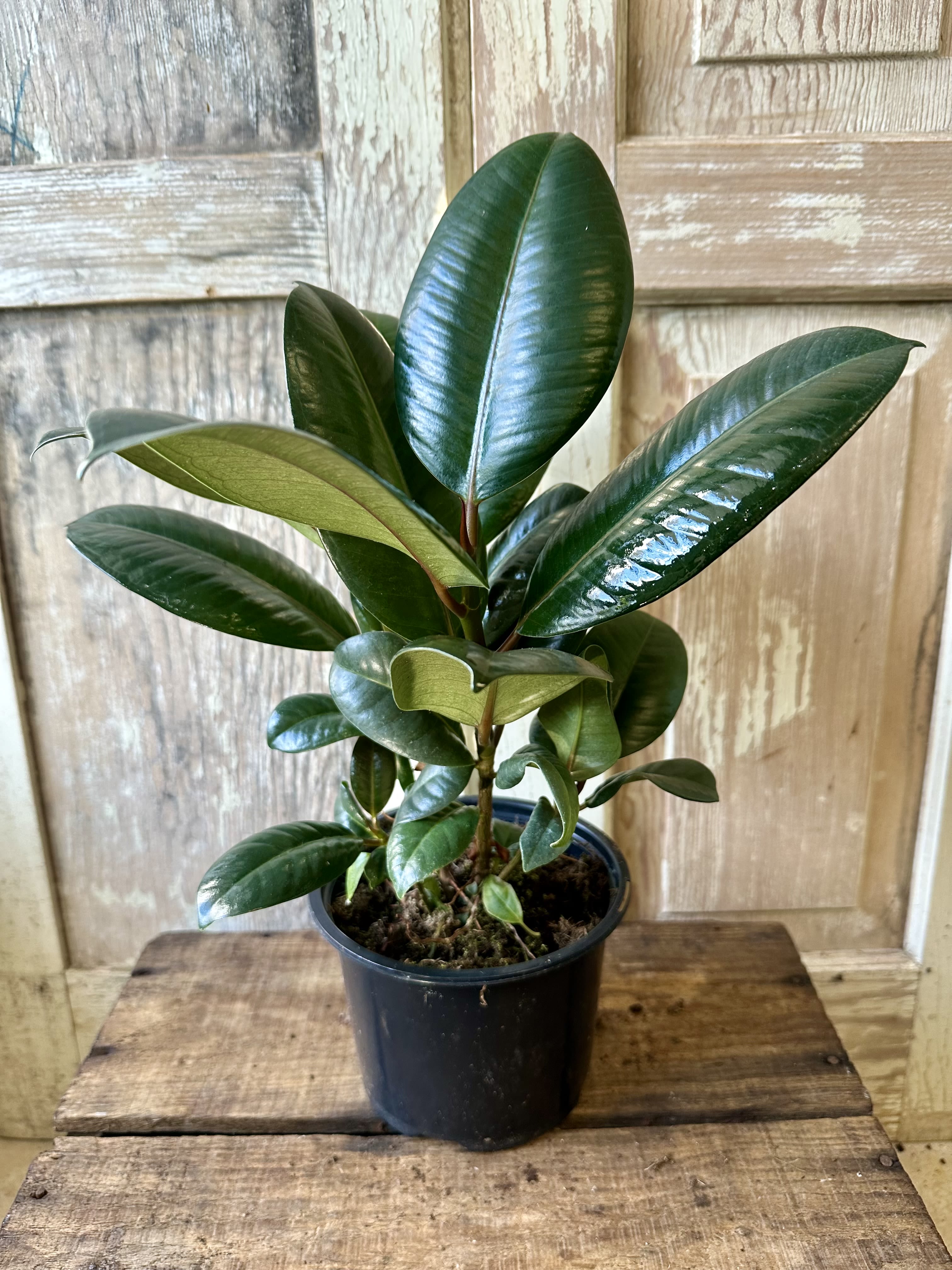 Potted rubber plant with glossy dark green leaves in a black nursery pot