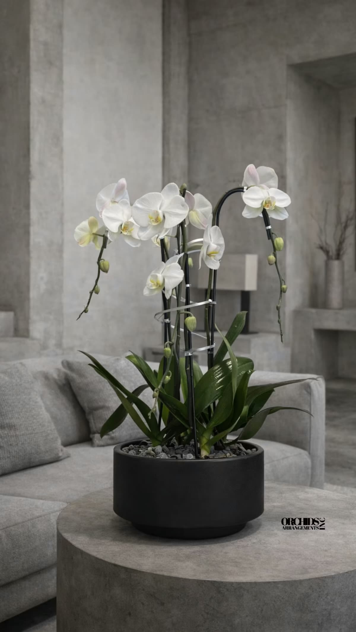 White orchid plant in a black pot on a gray table