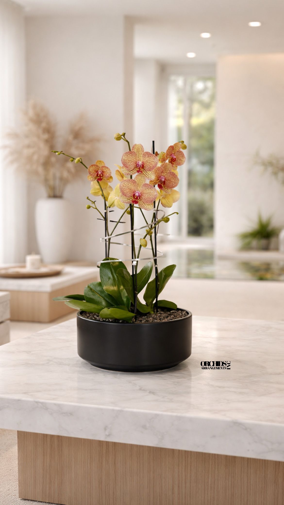 Peach Cascading Orchid Arrangement –Triple Swan Orchids - Triple Peach Cascade Swan Phalaenopsis Orchid Arrangements designed with a Black Vase 12” x 6”.