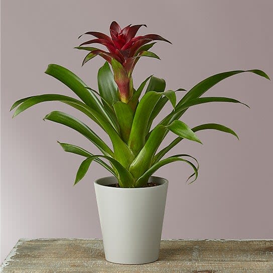 Potted Bromeliad - Introducing the beautiful and exotic potted bromeliad - a unique addition to your plant collection that will instantly transport you to tropical paradise.