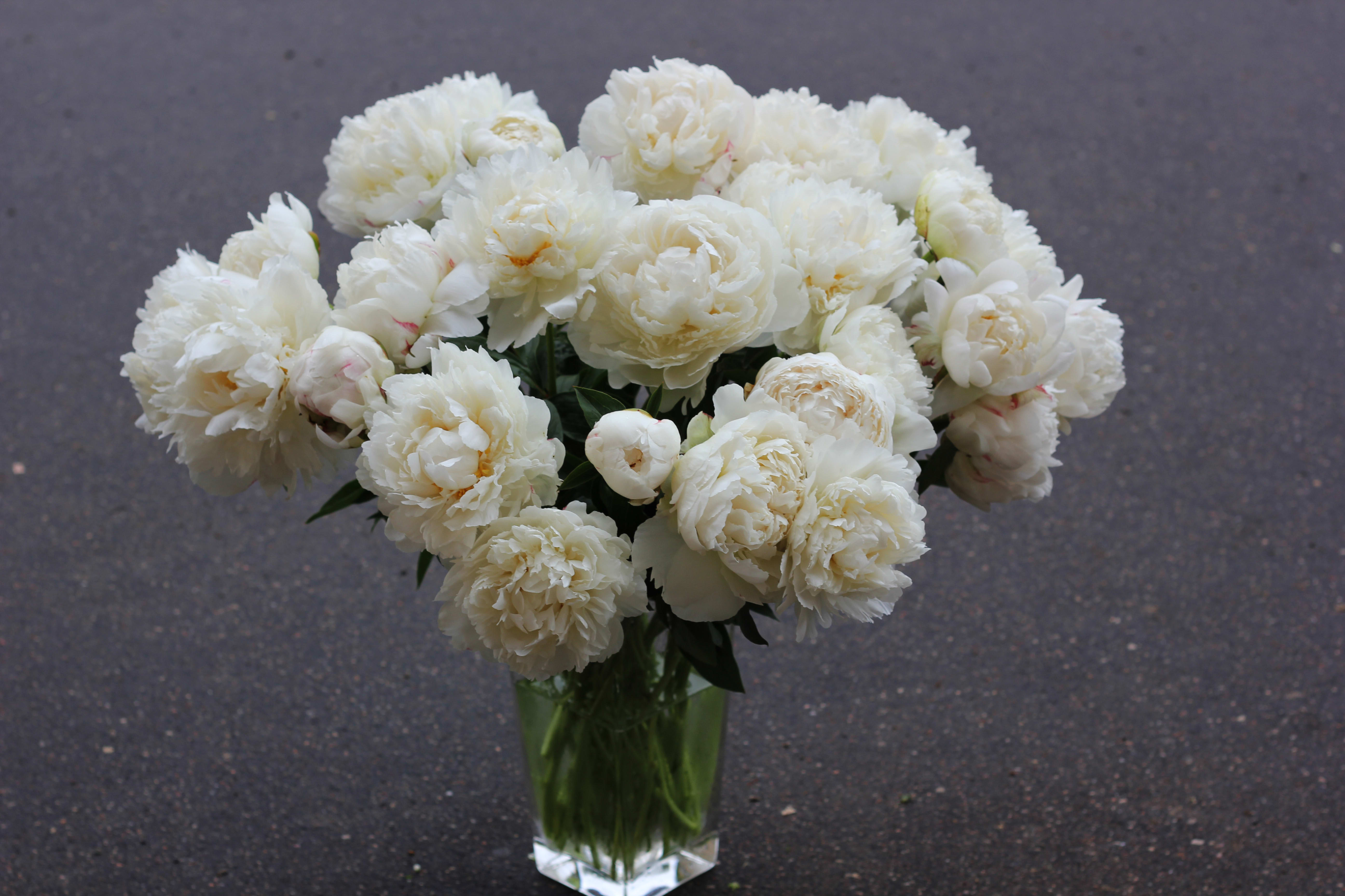 A Dozen White Peonies in a Vase - A dozen (12 stems) of peonies in various shades of pink, presented in a ceramic vessel. Peonies included will be in various stages of openness. Vases will vary.  **Each bouquet is unique and design style may vary slightly.