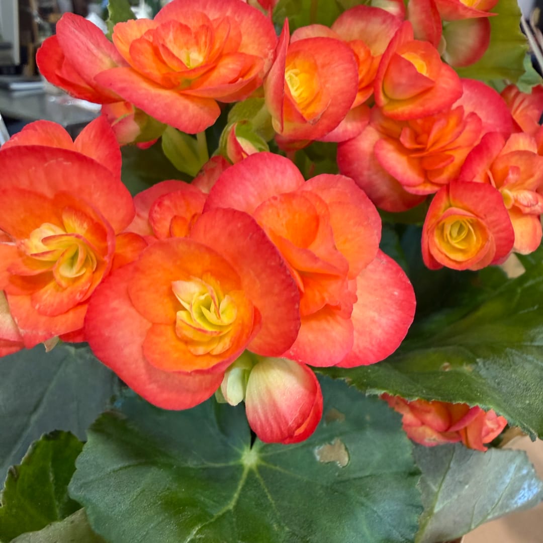 Cluster of orange-red begonia flowers with dark green leaves