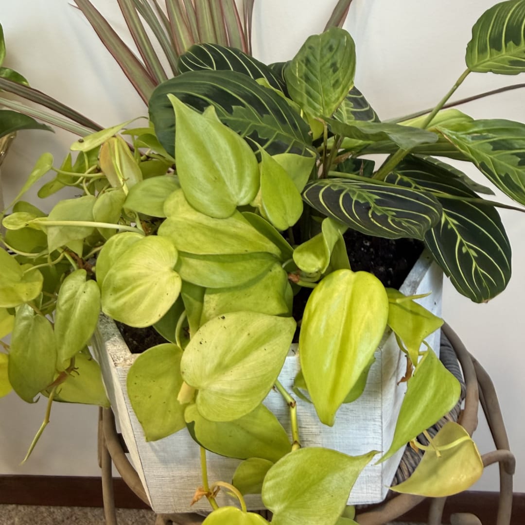 Mixed potted houseplants in a white planter basket