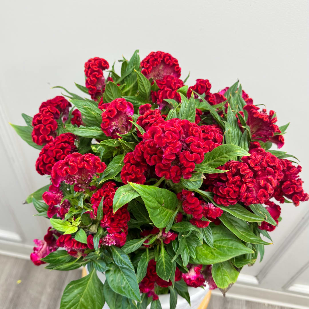 Bouquet of deep red cockscomb flowers with green leaves