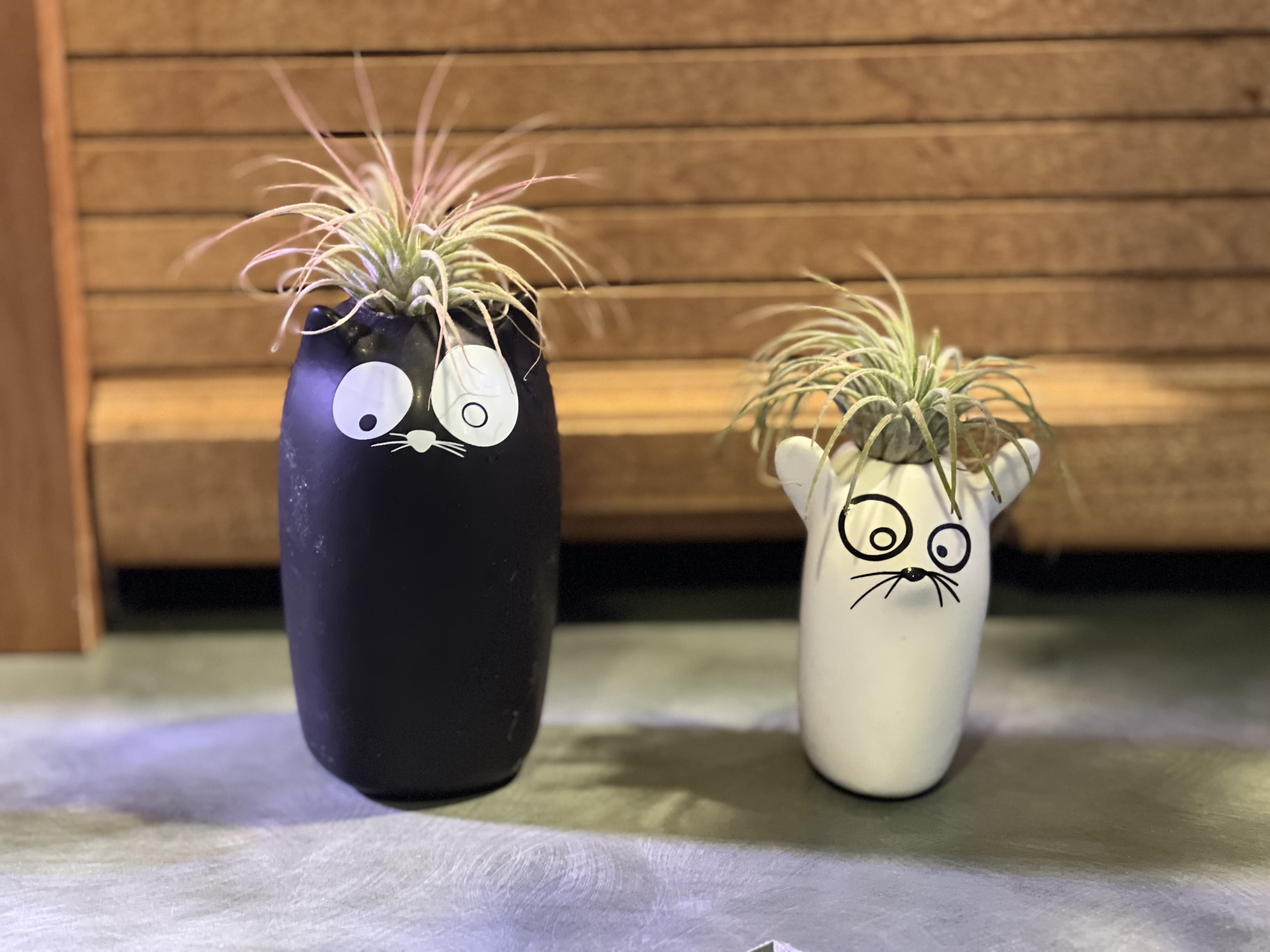 Two small air plants in cat-face ceramic pots, one black and one white.