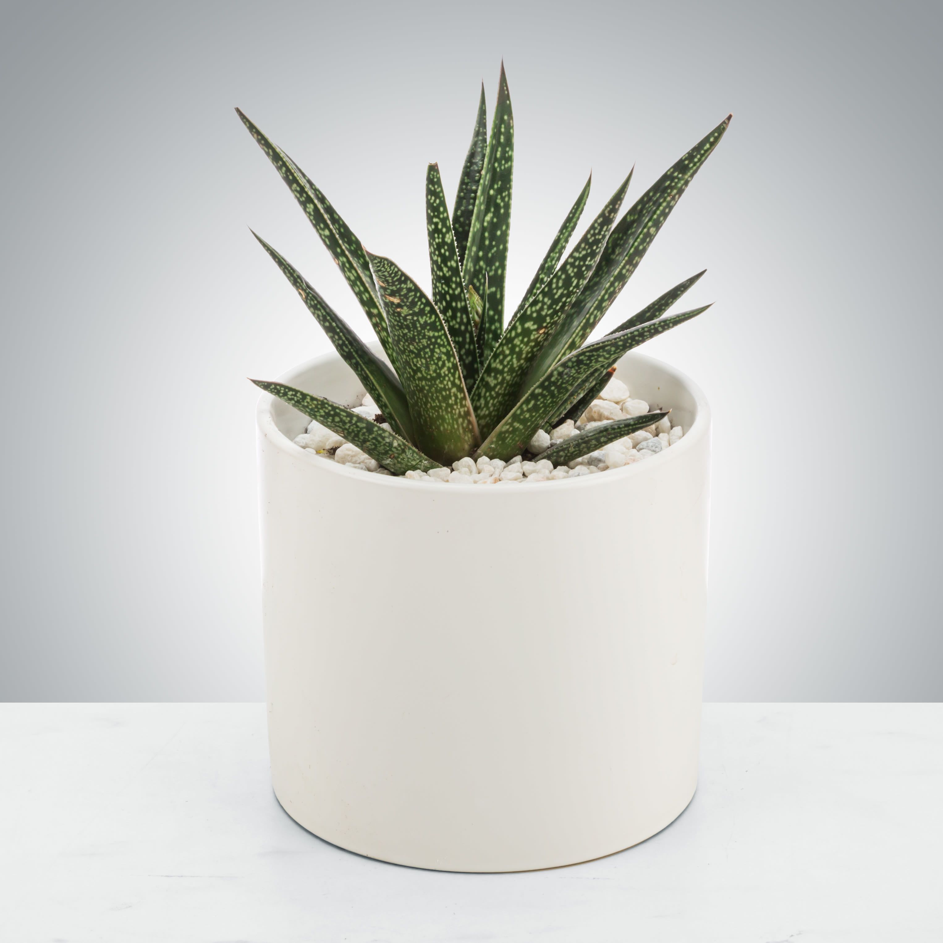 Aloe Plant by BloomNation™ - Aloe Plants like bright, indirect sunlight and deep but infrequent watering. Aloe Plants, along with being a great air filtering plant, look great on any desk and make a great gift for your plant friend!