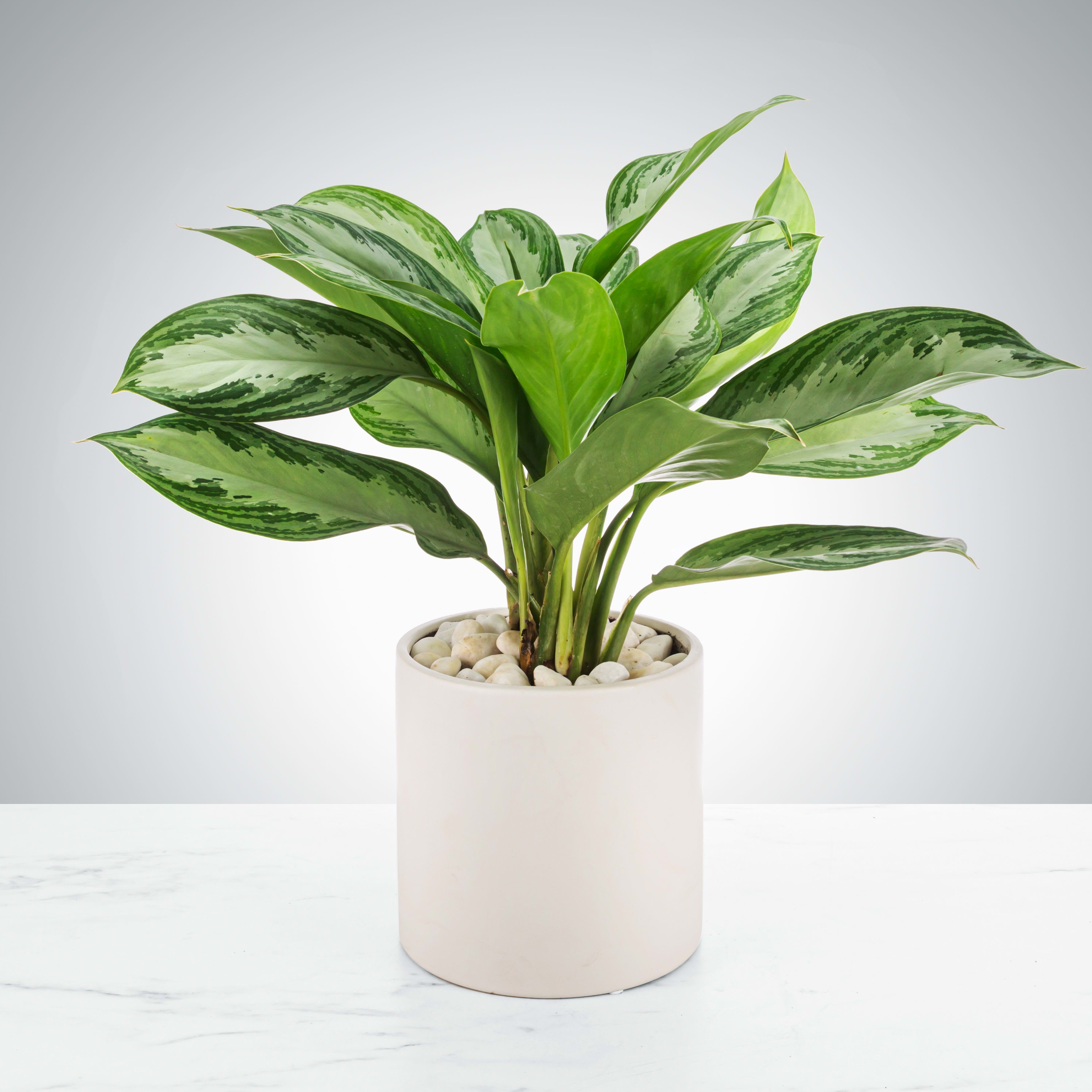 Potted green houseplant with variegated leaves in a white ceramic planter