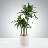 Potted dracaena plant in a white cylindrical planter