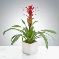 Potted bromeliad with red flower spike in a white square planter