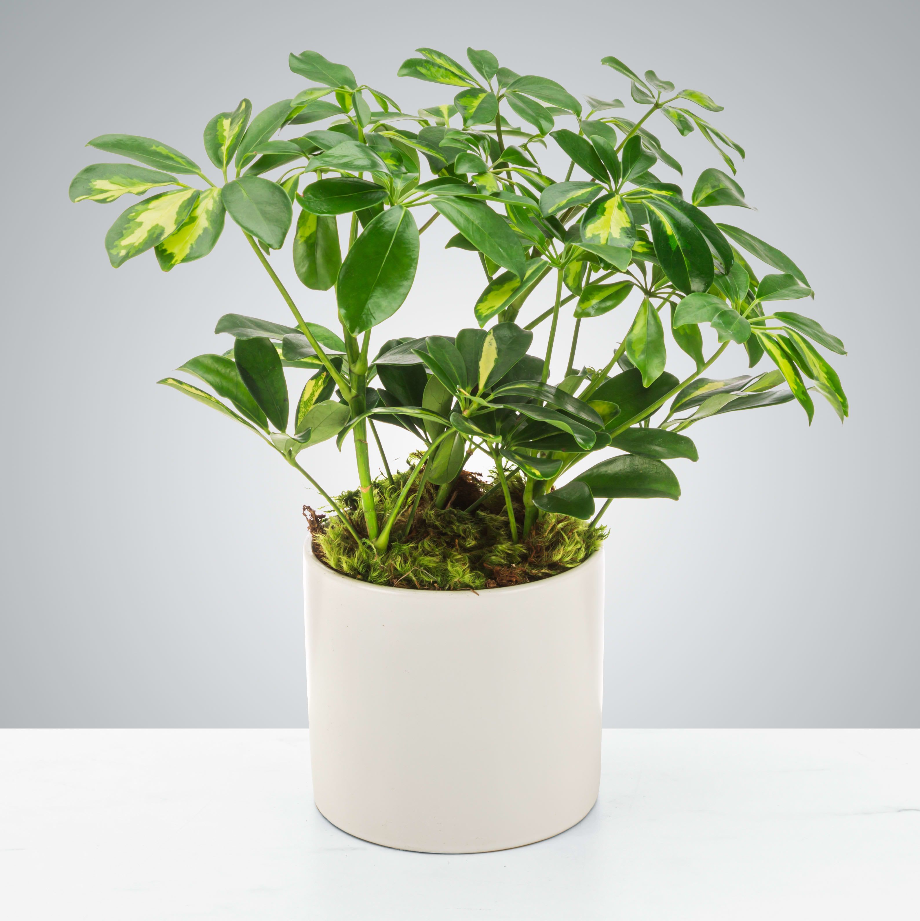 Potted green houseplant with variegated leaves in a white ceramic pot