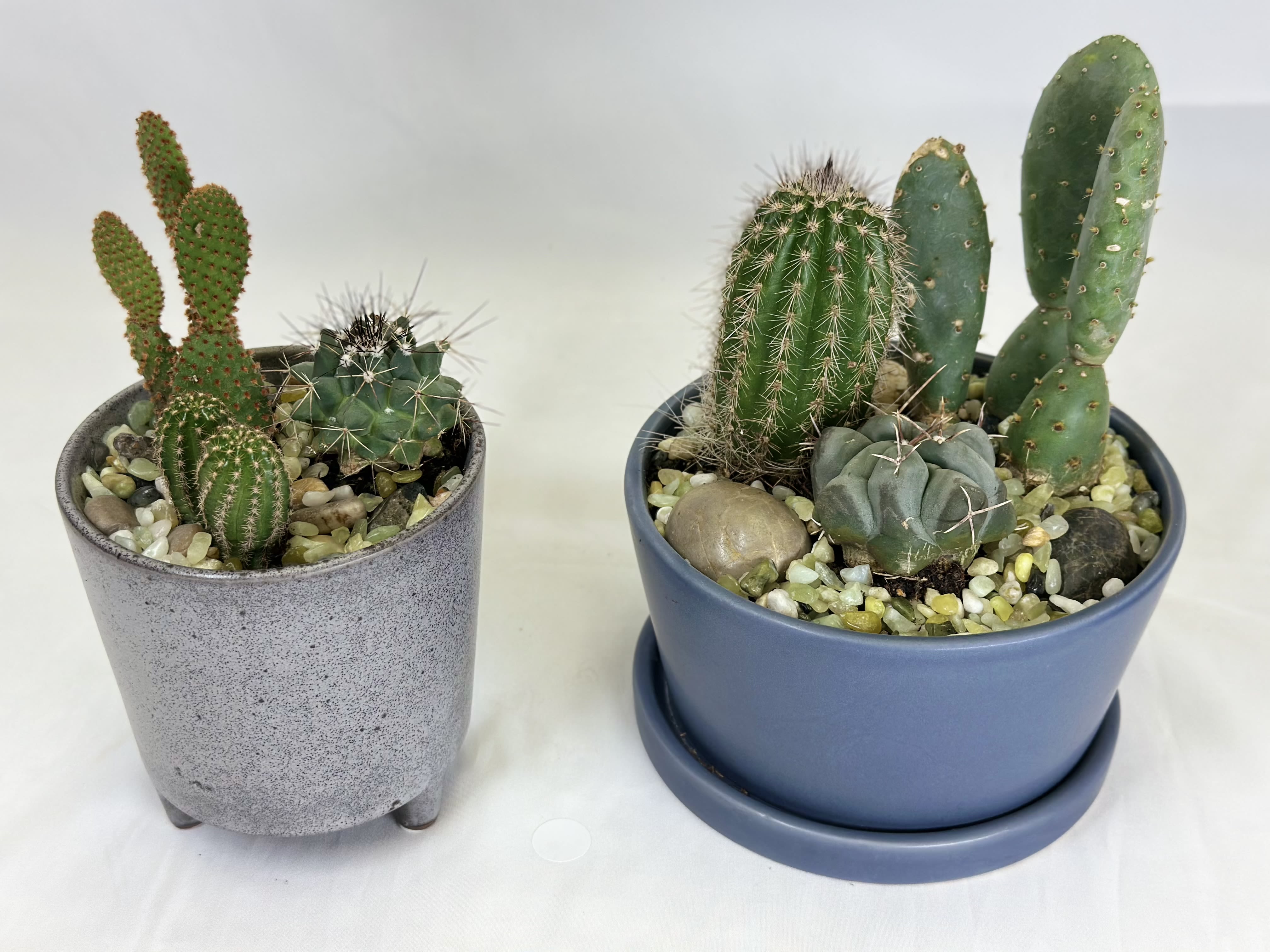 Two potted cactus arrangements in gray and blue containers