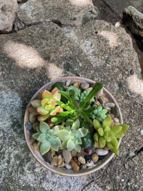 Lasting Summer Succulent Garden - A pretty and lasting collection of succulents in ceramic vessel: specific varieties and holder may vary in order to provide freshest inventory available. 
