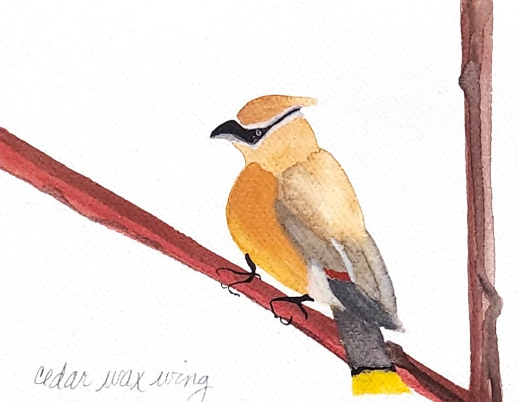 Watercolor painting of a cedar waxwing perched on a branch