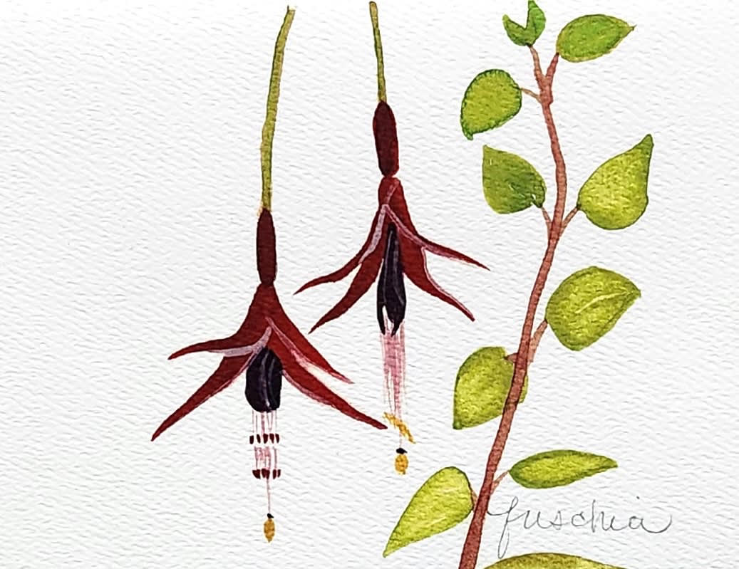 Watercolor painting of two hanging fuchsia flowers and a leafy branch