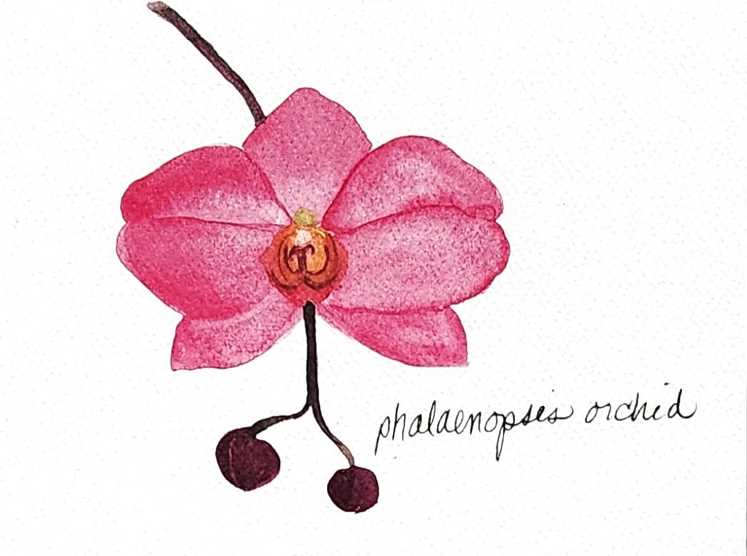 Pink phalaenopsis orchid bloom with two buds on a white background