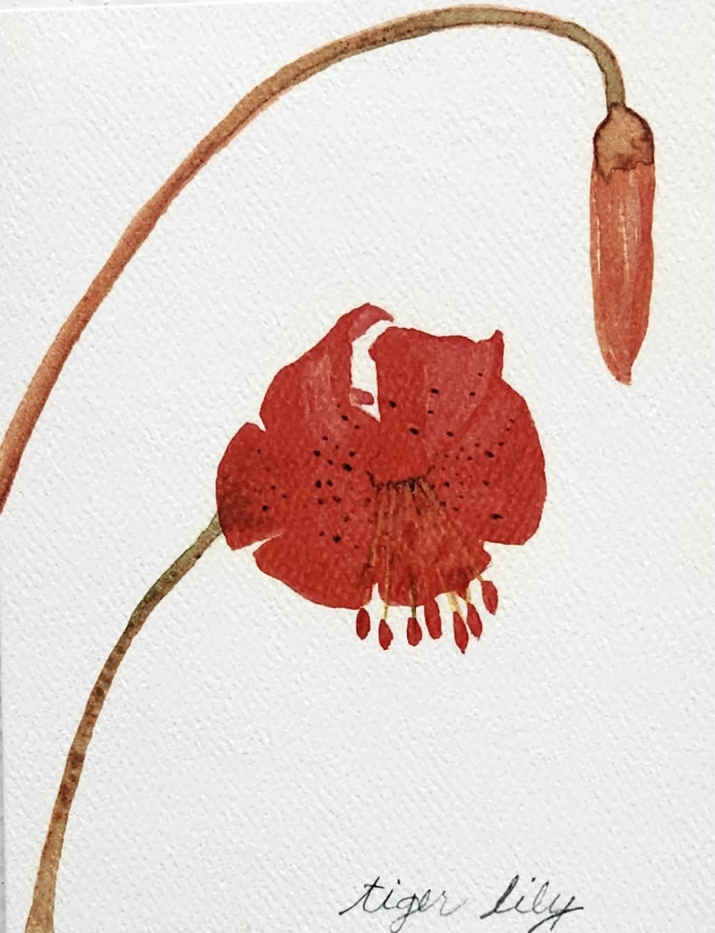 Red tiger lily illustration on white paper