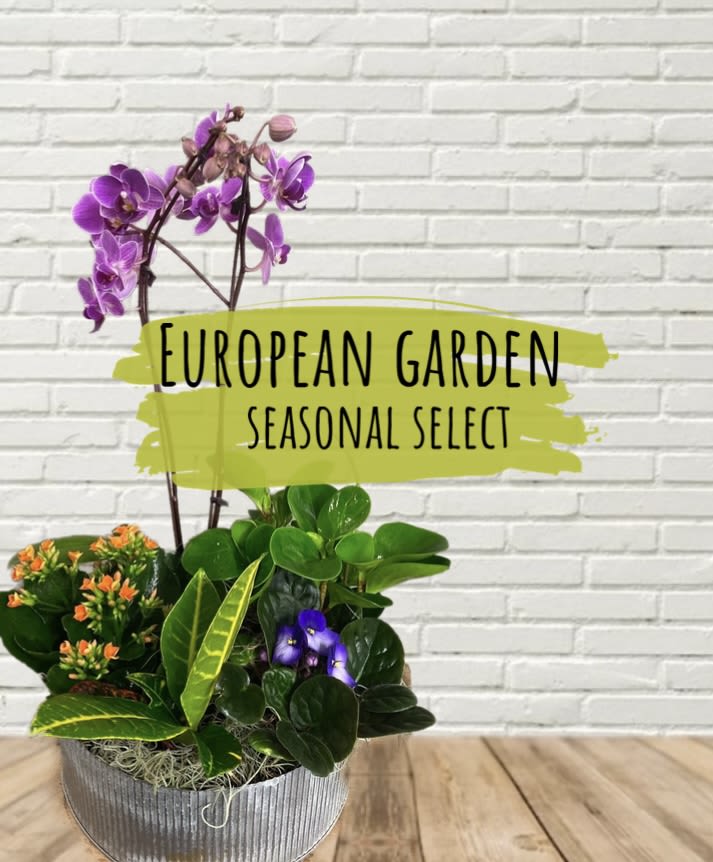 Potted orchid and mixed plants in a metal container