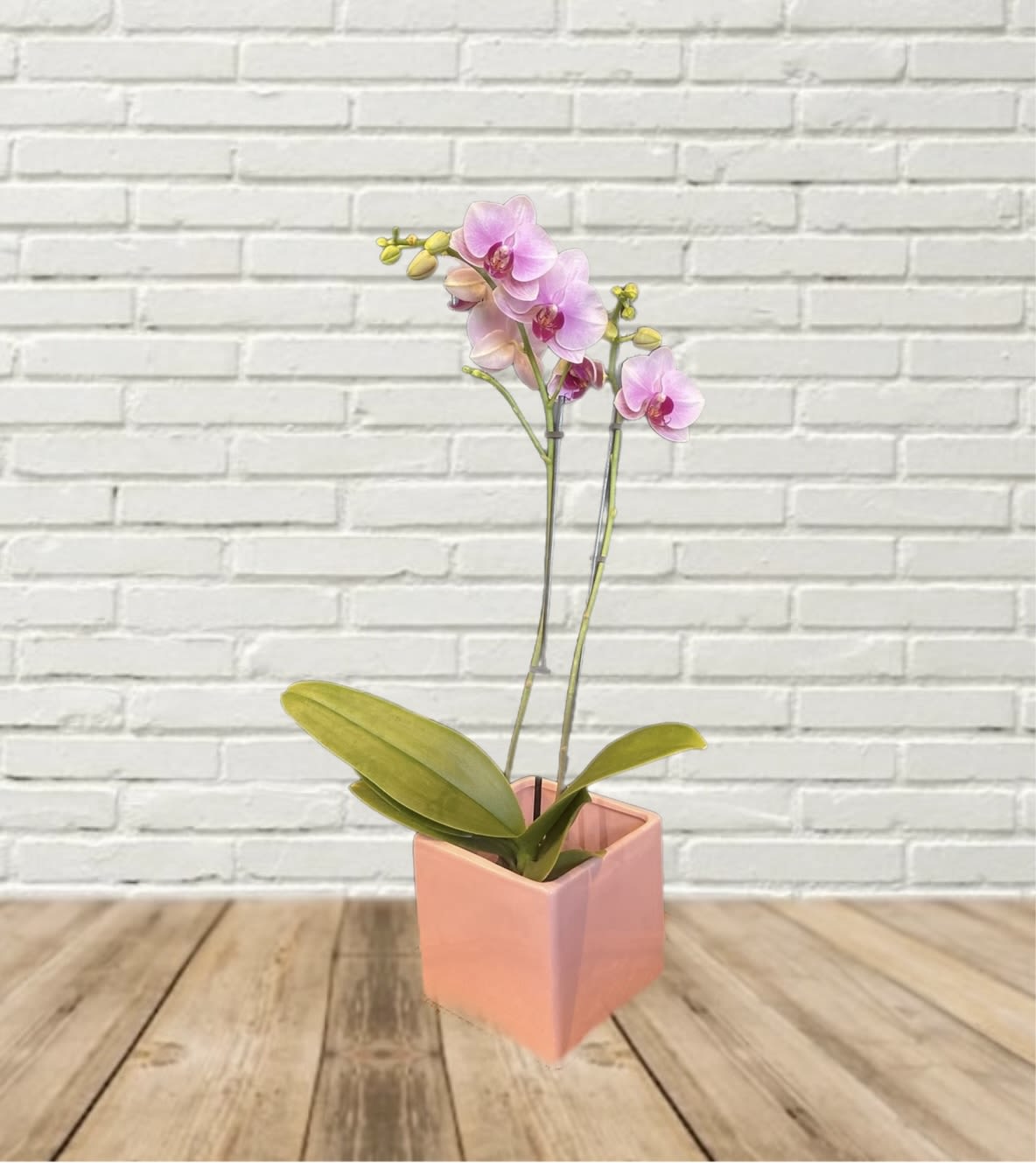 Pink orchid plant in a peach square pot
