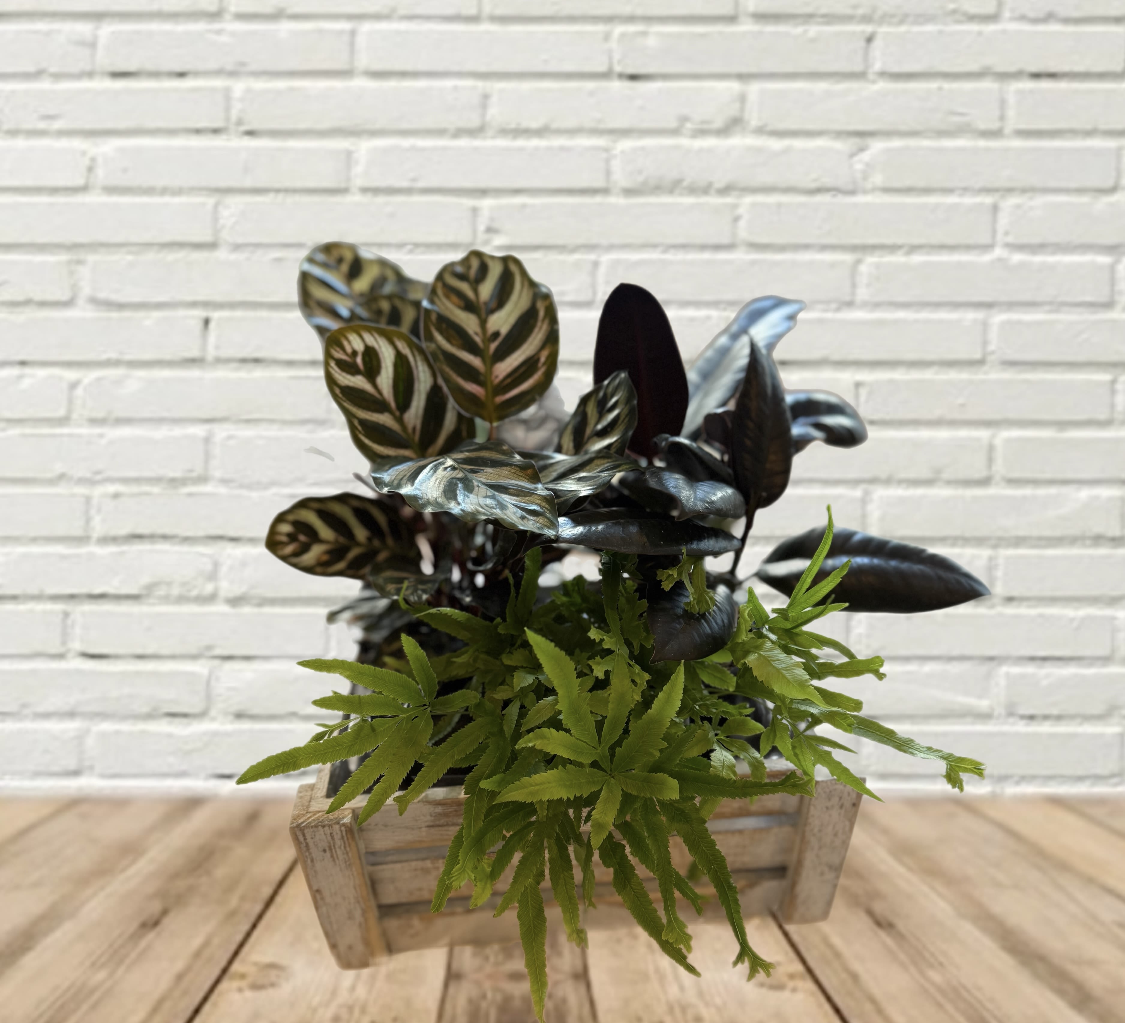 Potted plant arrangement with patterned dark leaves in a wooden crate