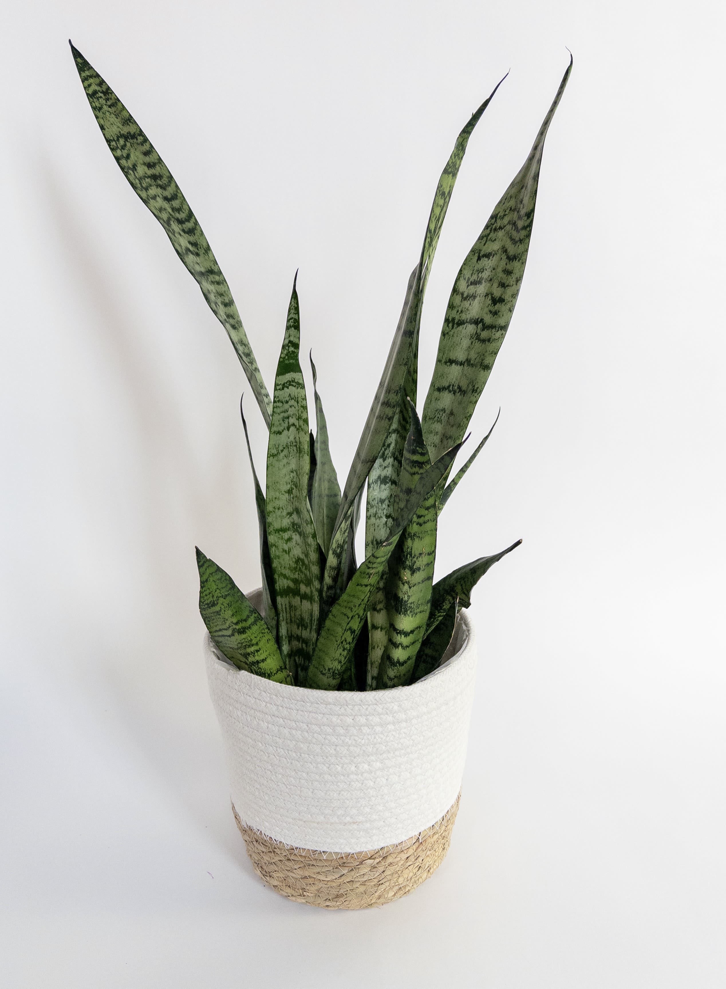 Potted snake plant in a white woven basket planter