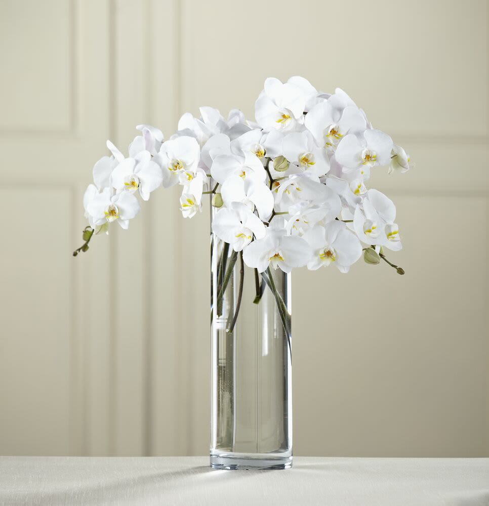 White orchids arranged in a tall clear glass vase