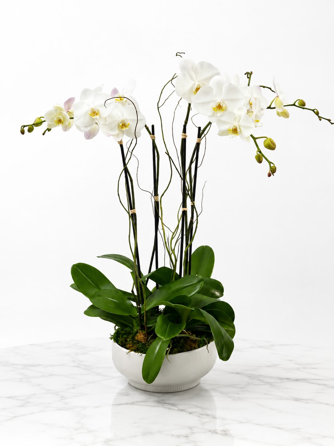 white Orchid Plants  - Experience the exquisite elegance of our arrangement featuring four stunning orchid plants gracefully nestled in a sleek white ceramic vase. These delicate orchids exhibit their beauty in full bloom, showcasing their vibrant colors and intricate details. Perfect for adding a touch of sophistication and charm to any space, this arrangement exudes a sense of luxury and tranquility. Whether as a gift or as a luxurious addition to your home or office, these orchids in a white ceramic vase are sure to captivate and delight all who admire them.
