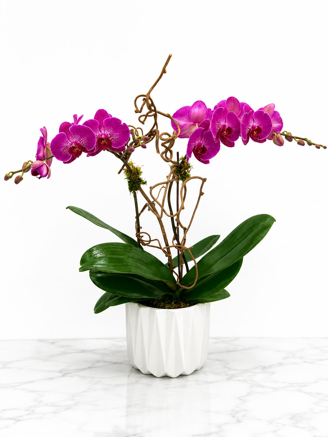 Orchid Plant - a luxury eye catching double orchid plant with large blooms layered greenery and arranged to perfection in one of our beautiful crystal vases. low maintenance double blooming plant perfect for someone who's always on the go but loves natures beauty for their home. 