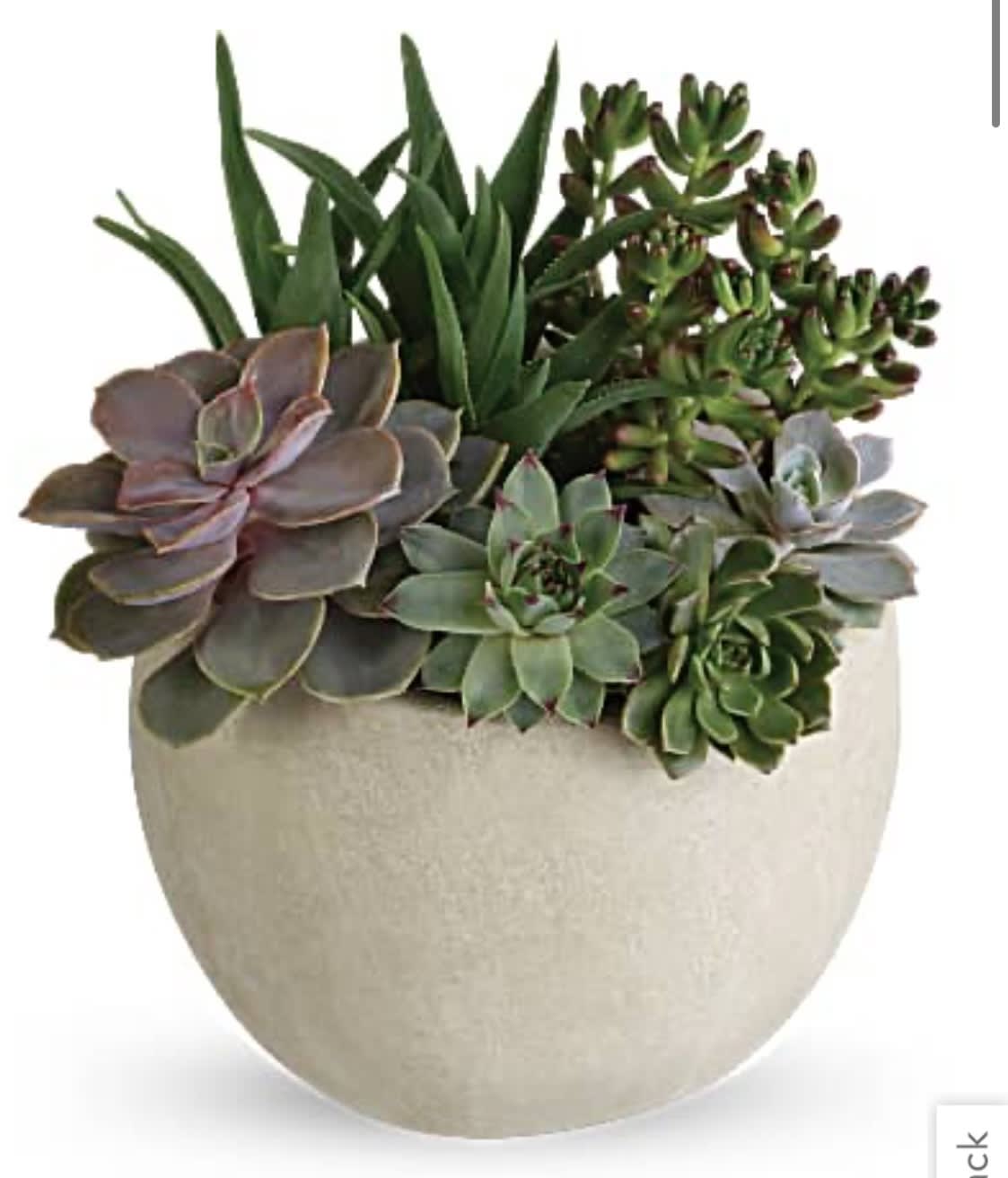 Succulent arrangement in a round beige pot