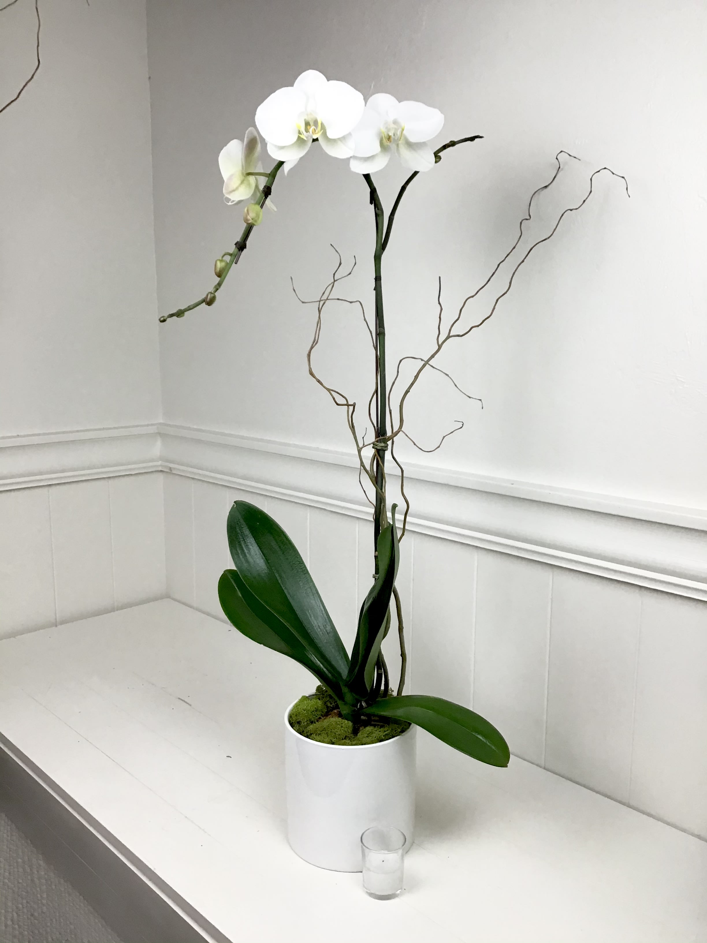 White orchid plant in a white pot with decorative branches