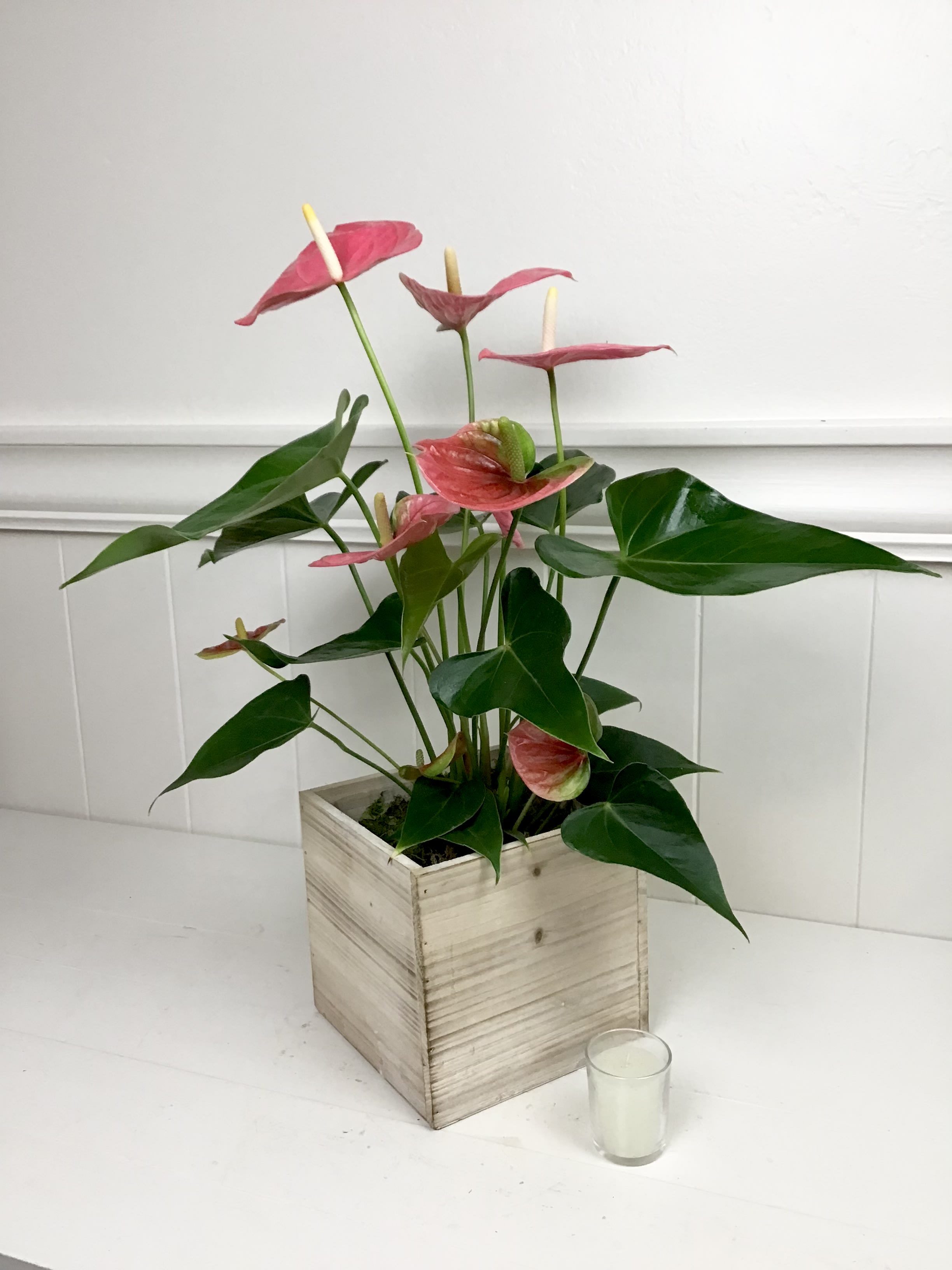 Pink anthurium plant in a wooden cube planter