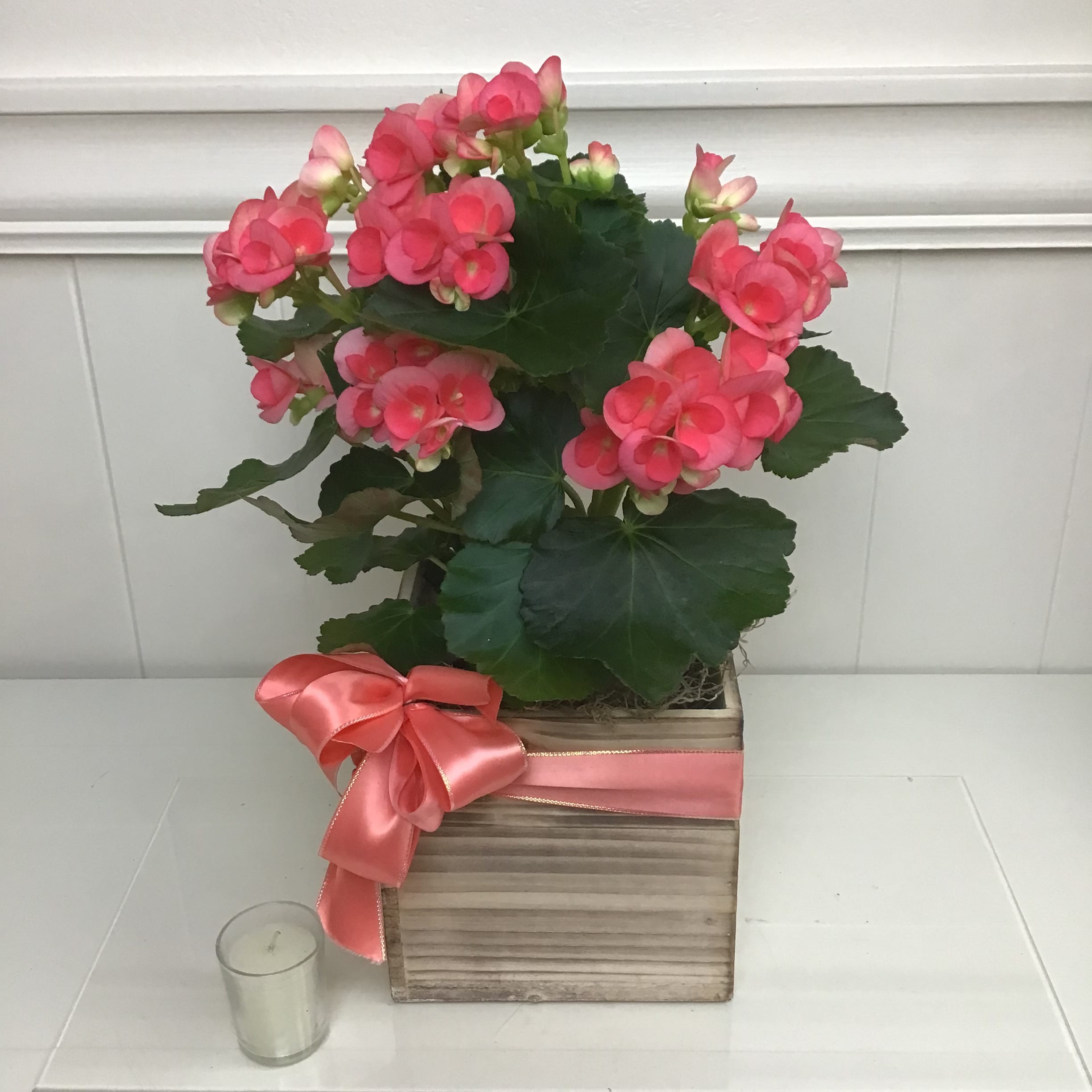 Charming Begonia Plant - Begonia plants are easy to take care of and the perfect indoor plant. We'll choose freshest plant in the best color. Usually available in peach, orange, or red. The plant comes in a wood box container and is finished with a matching satin bow.  