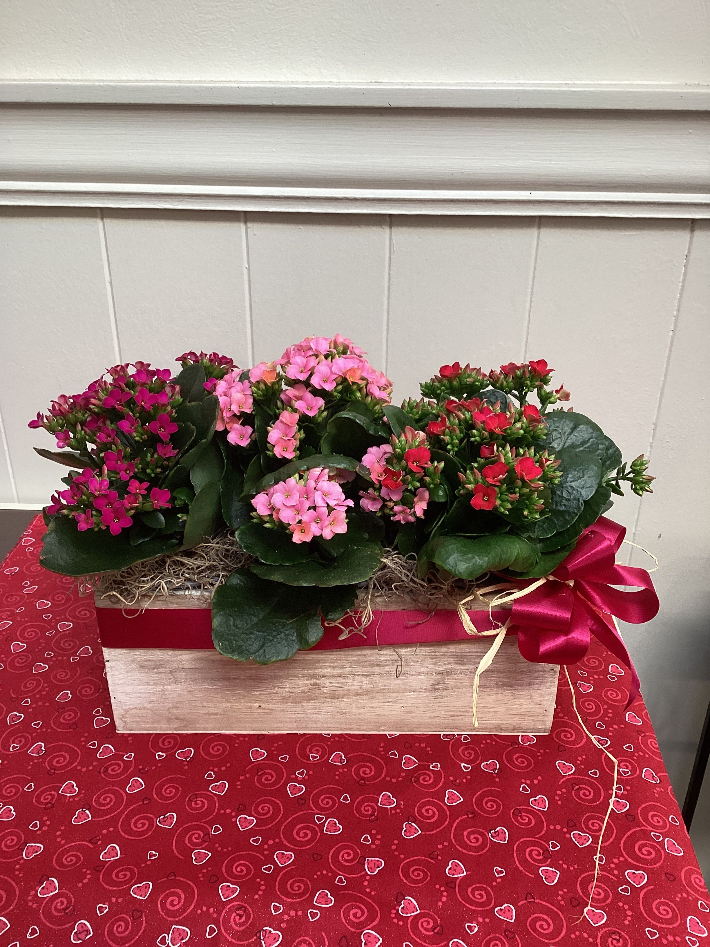 Potted flowering plants in a wooden gift box with a red ribbon