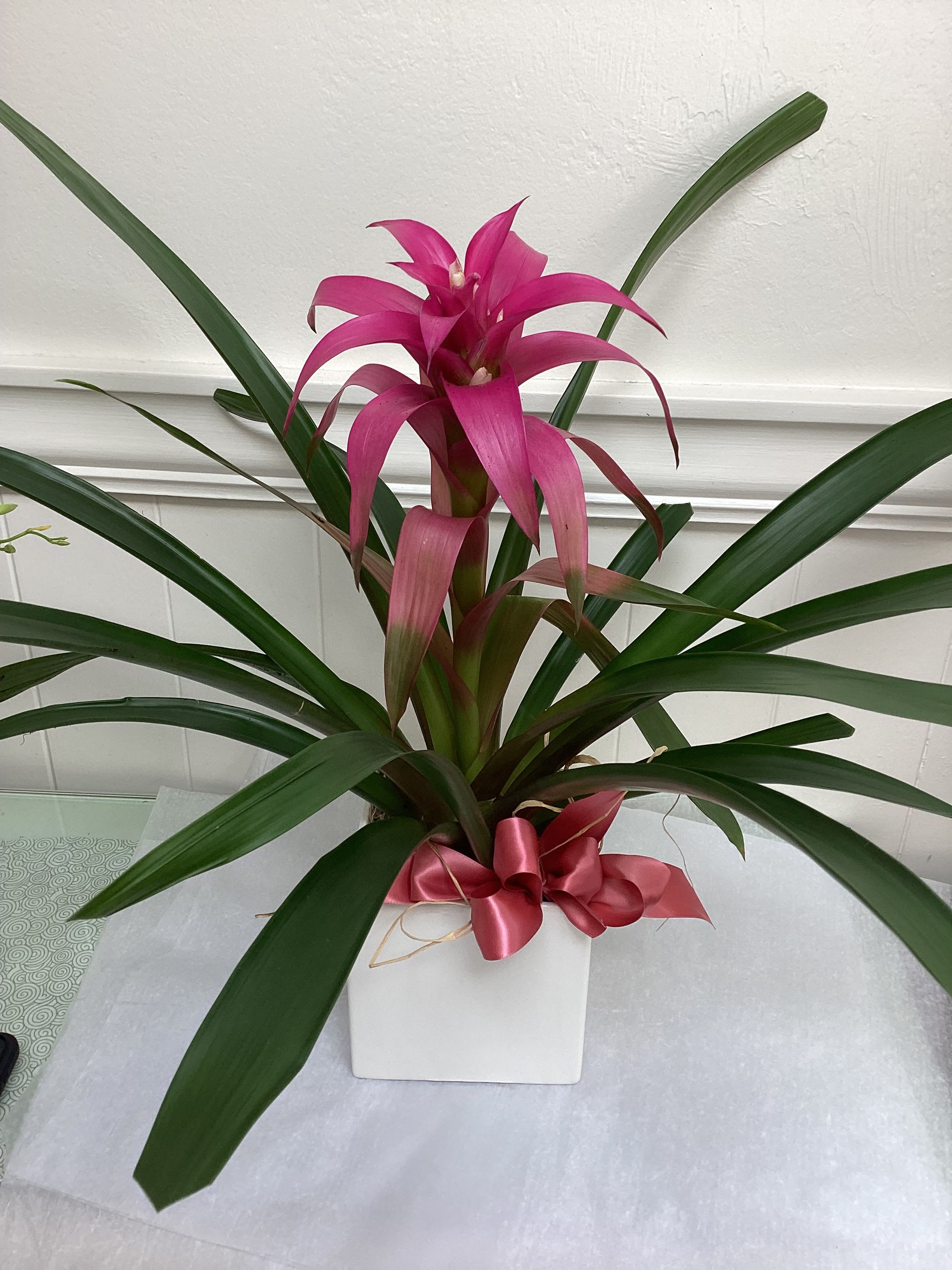 Pink Bromeliad  - Peach-colored bromeliad plant in white ceramic pot. 20”- 22” plant. Beautiful and easy to care for!