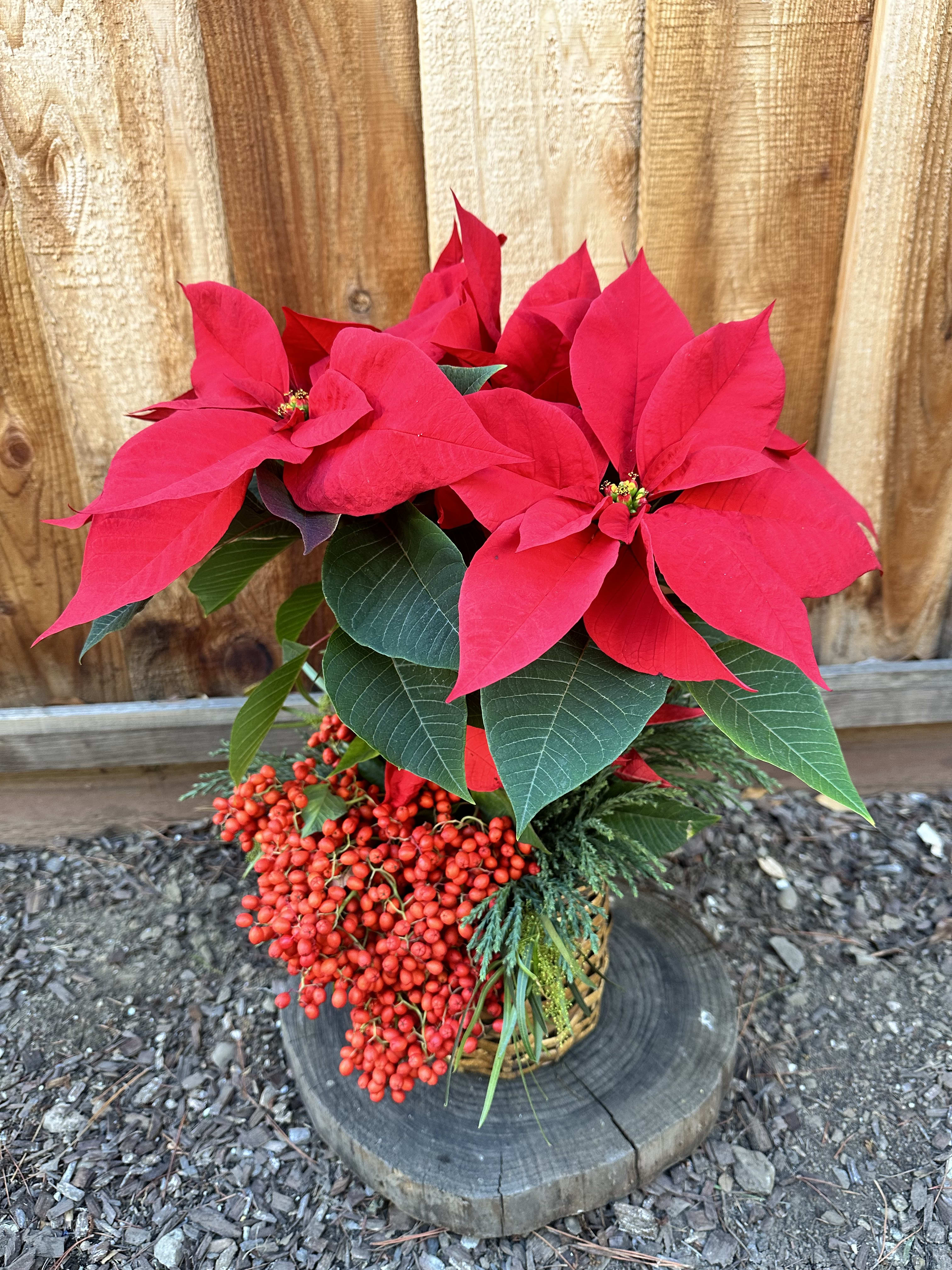 Potted poinsettia arrangement with bright red bracts and berry accents
