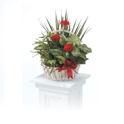 Basket of red carnations and green houseplants with a red ribbon