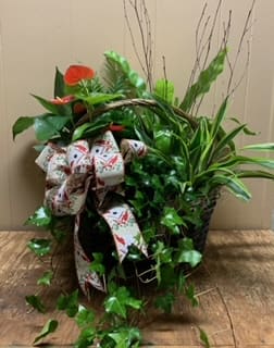 Large Garden Basket - A large wicker basket, dressed up and filled with full size seasonal plants; green &amp; blooming. Plant selection varies with the time of year, so please specify any special requests, we will do our very best to accommodate your request of plant type. This is a perfect gift to send for any occasion. 