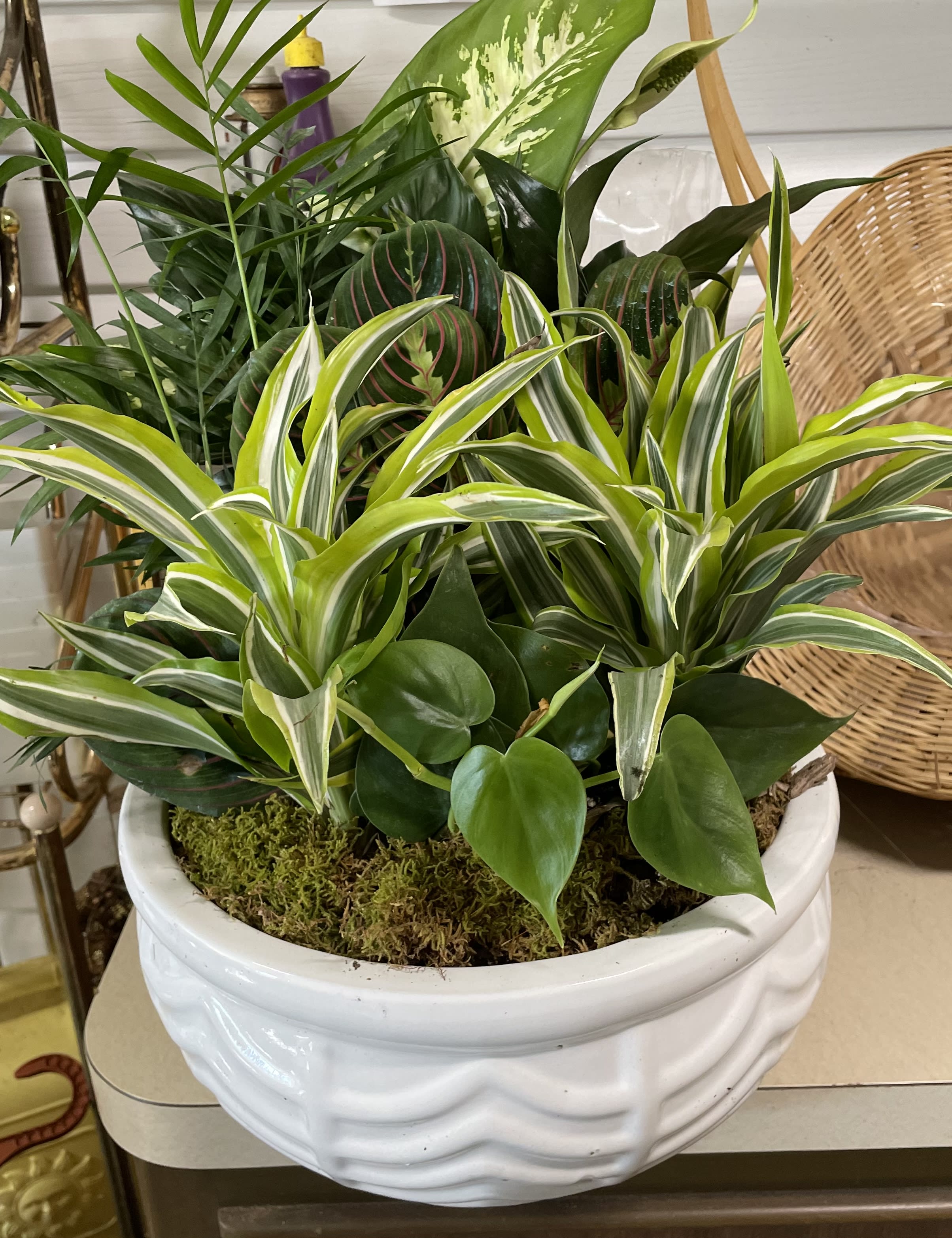 Mixed potted houseplants in a white ceramic planter